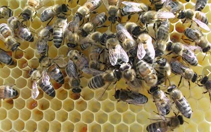 podłogi pszczół