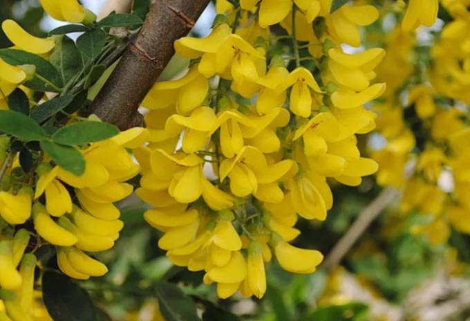 żółta akacja