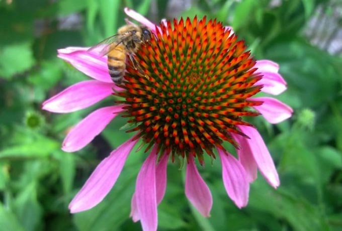 pszczoła na echinacei