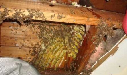 Jak pozbyć się pszczół sąsiadki