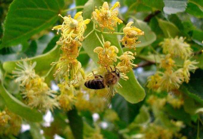Jesienny zbiór pszczół i jego przyczyny