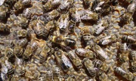 Rasy pszczół i charakterystyczne cechy różnych typów pszczół