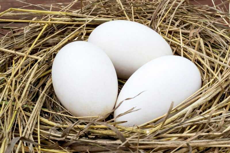 Jajo gęsie, Kalorie, korzyści i szkody, Przydatne właściwości