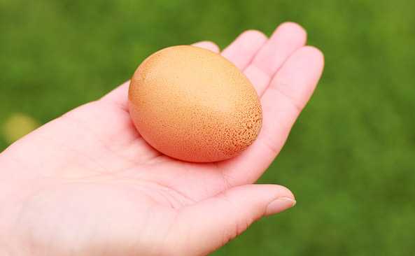 Jajo strusie, Kalorie, korzyści i szkody, Przydatne właściwości