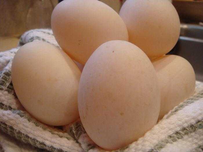 Kacze jaja, Kalorie, korzyści i szkody, Przydatne właściwości