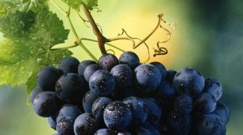 Liście winogron – Przydatne i niebezpieczne właściwości liści winogron, Kalorie, korzyści i szkody, Przydatne właściwości