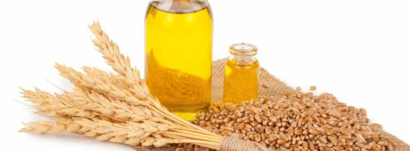 Olej z kiełków pszenicy, Kalorie, korzyści i szkody, Przydatne właściwości