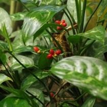 Aglaonema o liściach podłużnych (Aglaonema marantifolium)