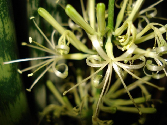 Trzypasmowy kwiat Sansevieria
