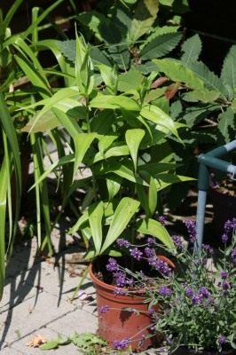 Gloriosa luksusowa?