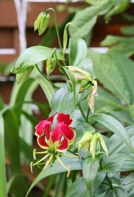 Gloriosa luksusowa?