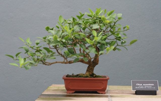 bonsai z limonki