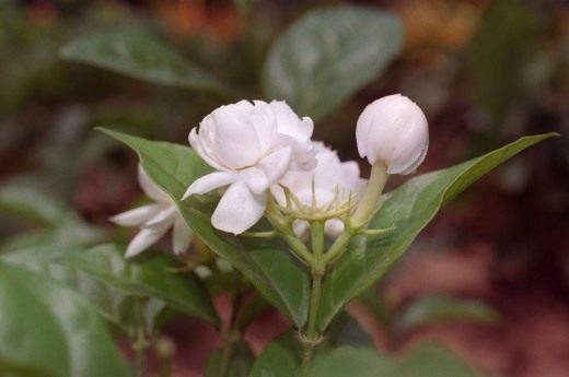 Jaśmin wielkolistny (Jasminum sambac)