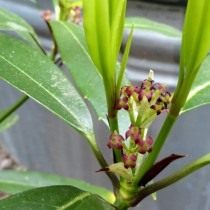 Kwitnąca aucuba japonica