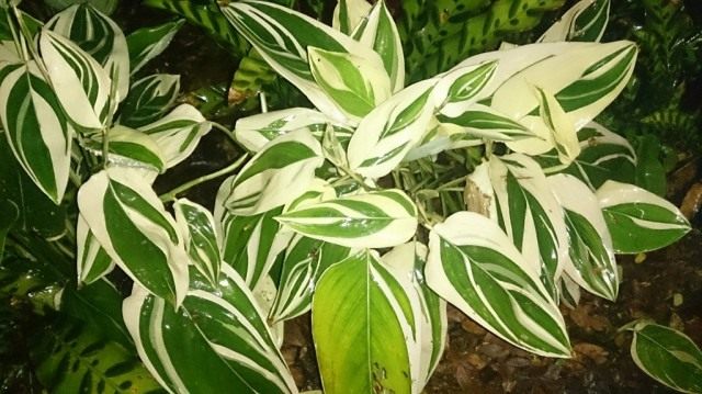 Trzcina trzcinowata pstry, variegata (Maranta arundinacea 'Variegata')