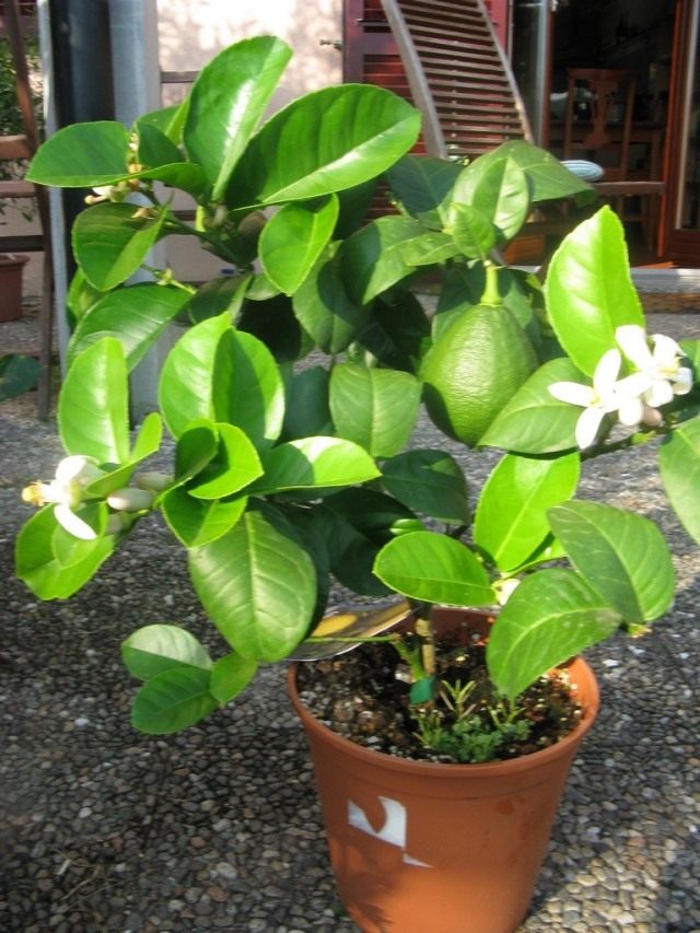 Cytryna (Cytrus × limonka)