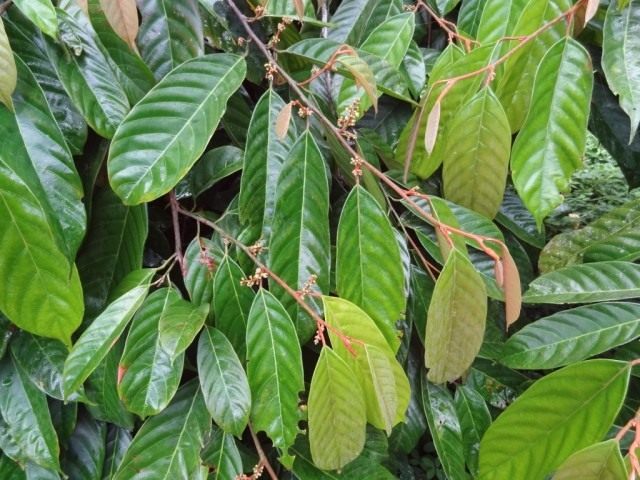 Jadalne liście cole lub orzech afrykański (Coula edulis)
