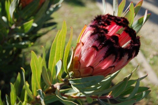 Protea laurifolia (Protea laurifolia)