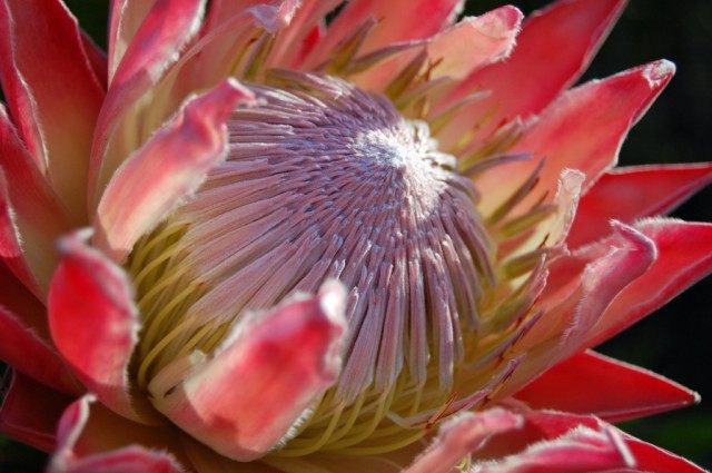 Karczoch Protea (Protea cynaroides)