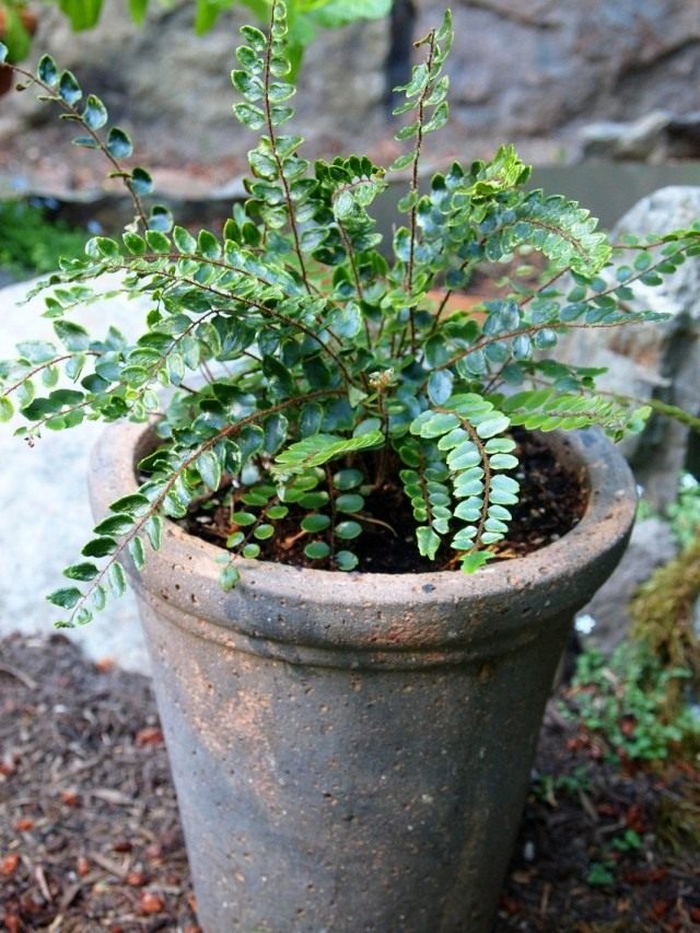 Pellet okrągłolistny (Pellaea rotundifolia)