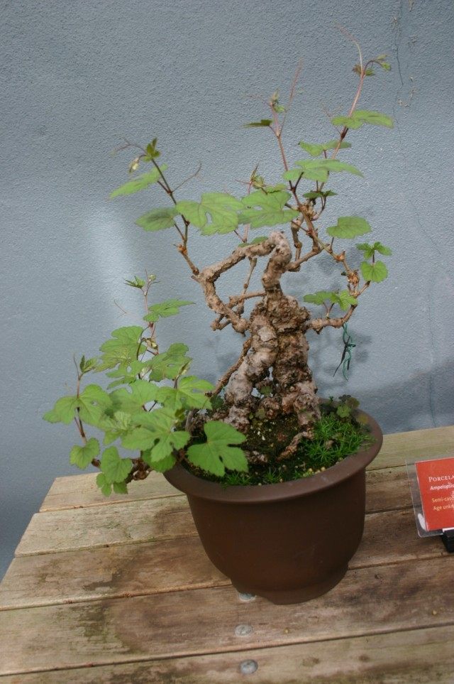 Winnica krótkokwiatowa (Ampelopsis brevipedunculata)