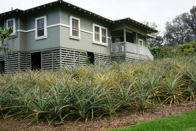Uprawa uprawianego ananasa w pobliżu prywatnego domu (Hawaje)
