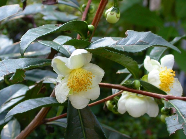 Kwitnący krzew herbaciany