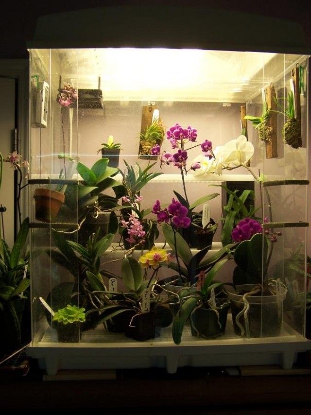 W „wielopoziomowych” modelach orchidariów można uprawiać dowolne storczyki pokojowe - zarówno te najrzadsze, jak i dość typowe dla pomieszczeń mieszkalnych, ale kapryśne