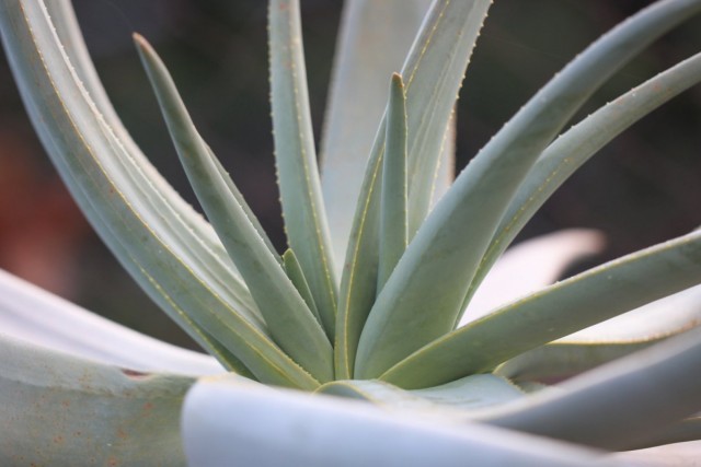 Aloe dichotoma (Aloe dichotoma)