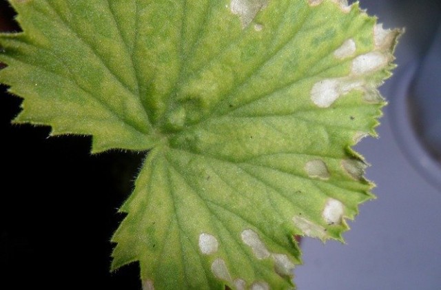 Oznaki braku magnezu na liściach pelargonii