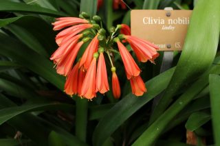 Clivia nobilis