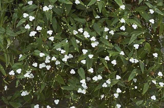 Tradescantia gibasis jest również atrakcyjna jako roślina okrywowa