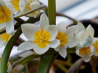 Główny ton wielokolorowego kwiatu tulipana jest biały, a na zewnętrznej stronie płatków widać kilka odcieni niebieskiego i fioletowego.