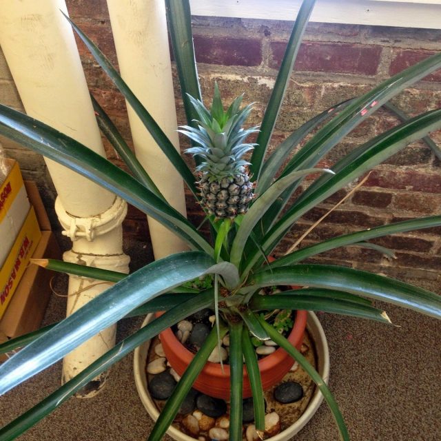 Bardzo suche powietrze w pobliżu urządzeń grzewczych może prowadzić do choroby ananasa