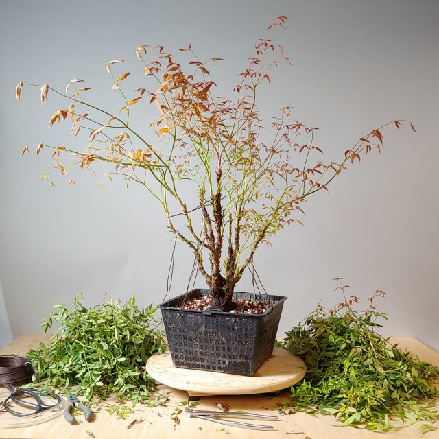 Formowanie nandina bonsai wymaga usunięcia przerostu i rozebrania pni do formy standardowej