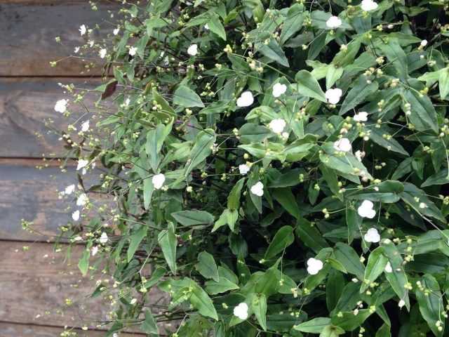 Tradescantia gibasis – „biały welon” na rabaty kwiatowe, pojemniki i parapety-Pielęgnacja