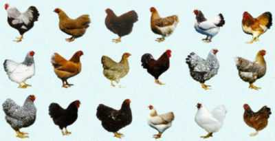 A lista de raças de carne de galinhas