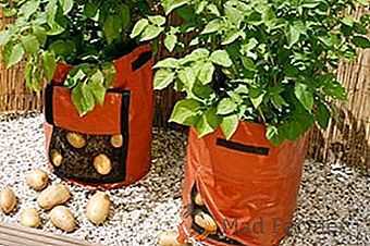 A tecnologia do cultivo de batatas em sacos