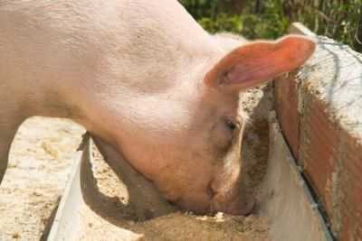 Alimentação e dieta certa para porcos