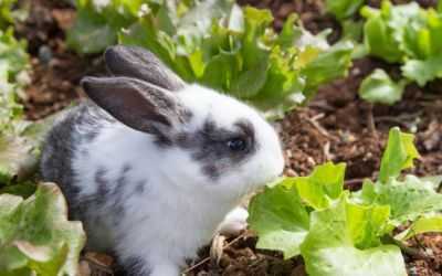 Alimentos compostos para coelhos em casa