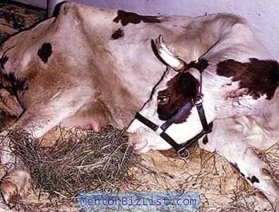 As consequências da paresia pós-parto em vacas