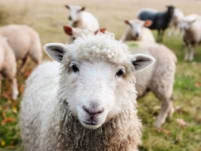 As raças mais comuns de ovinos