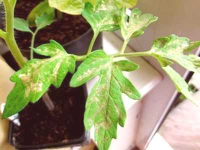As razões para o aparecimento de folhas brancas em tomates em estufa