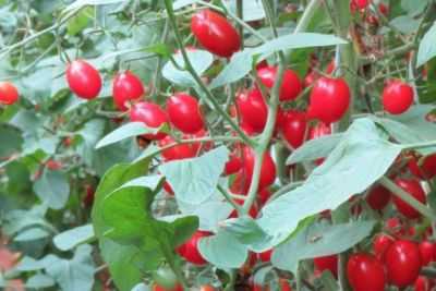 As variedades mais populares de tomate cereja