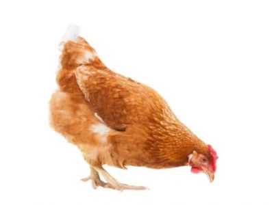 Borgluconato de cálcio para frangos de corte