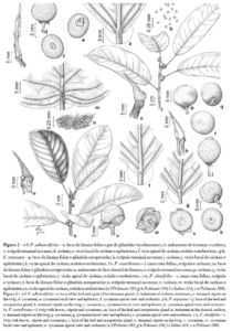Característica do Ficus Triangular