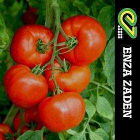 Característica do tomate Niagara