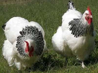 Características da raça checa de galinhas