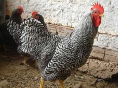 Características da raça de galinhas Amroks