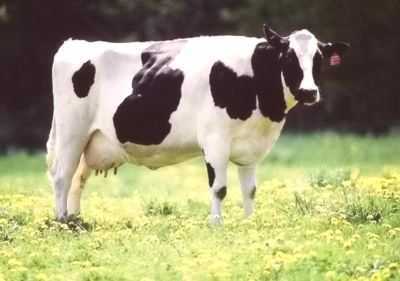 Características da raça Kholmogorsk de vacas